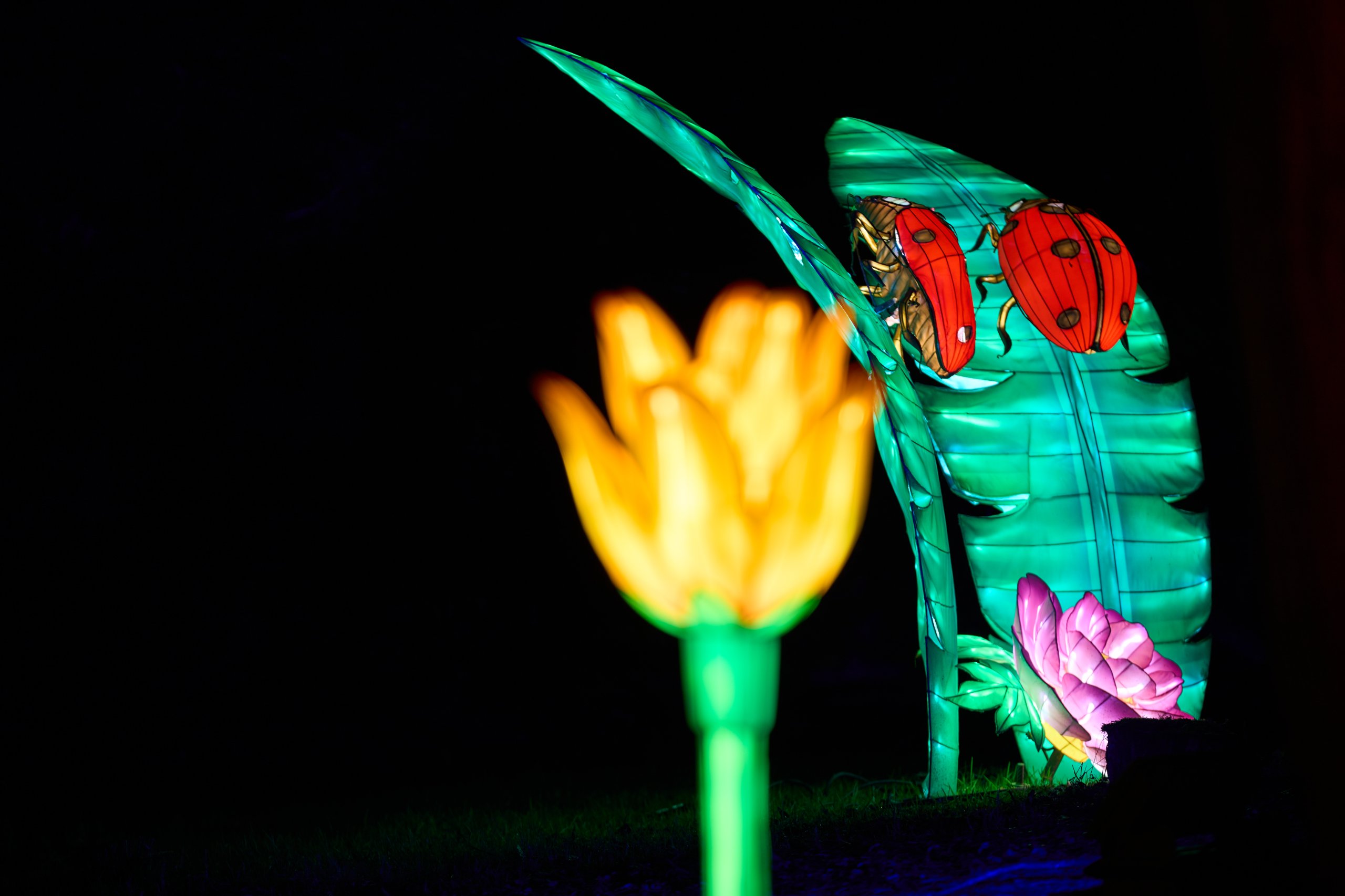 2026 02 03 Parkleuchten 0276